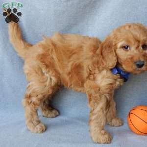 Blake (medium), Goldendoodle Puppy
